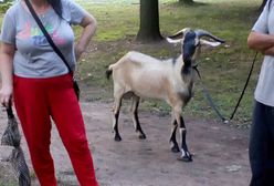 Kozioł terrorysta. Przepłynął Wisłę i buszował po miejskim parku