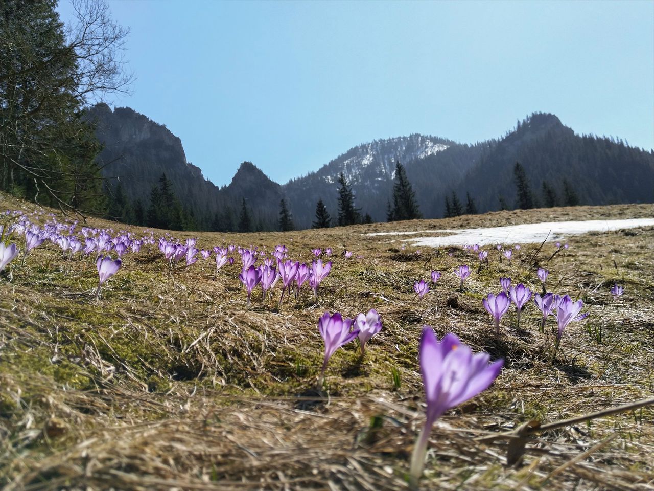 Koronawirus w Polsce. W Tatrach zakwitły krokusy, ale szlaki są zamknięte dla turystów