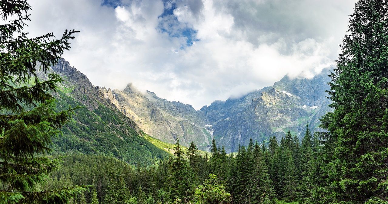 W Tatrach pojawi się 12 tys. nowych drzew. Wszystko dzięki "wypożyczalni choinek"