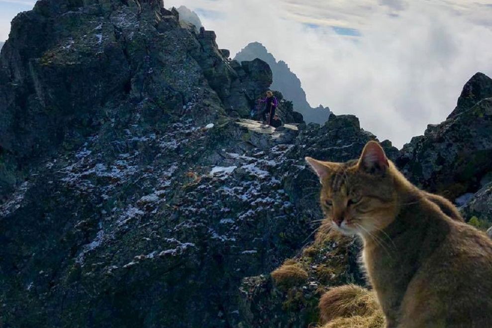 Kot na szczycie Rysów. Internauci martwią się o jego życie