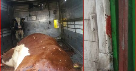 Człowiek gorszy od zwierzęcia. Transportował razem żywego cielaka i krowę, której... poderżnął gardło