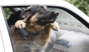 Ratował psa z nagrzanego samochodu. Został oskarżony o zniszczenie mienia