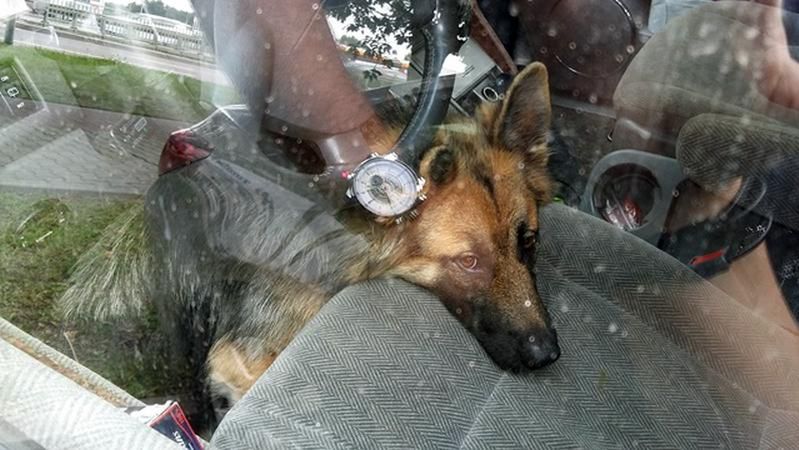 Zobaczył zwierzęta w rozgrzanym aucie. Zachował się wzorowo