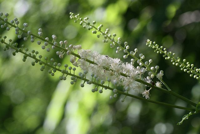 Cała prawda o najpopularniejszych suplementach na objawy menopauzy