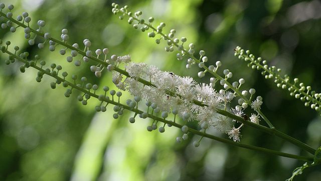 Pluskwica groniasta jest jednym z najbardziej znanych suplementów łagodzących objawy menopauzy.