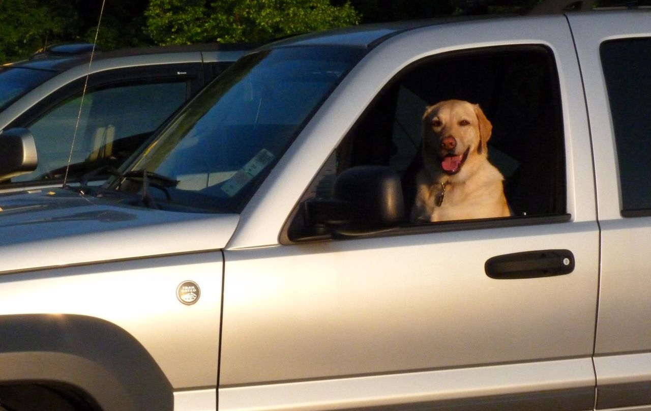 Nigdy nikogo nie zostawiaj w aucie na upale. Pokazał, czym to się kończy