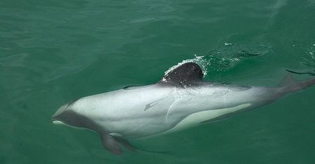 Nowa Zelandia - delfinom Maui grozi wyginięcie