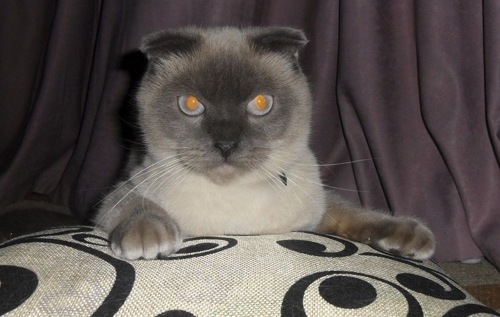 Obraz