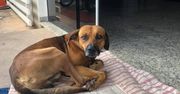 Ponad 120 dni pies czekał na pana. Nie ruszył się spod szpitala