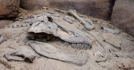 Odkryto nowy gatunek dinozaura. To Ngwevu intloko