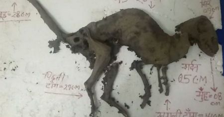 Wygląda jak dinozaur, ale ma mięso na kościach. Naukowcy znaleźli coś dziwnego