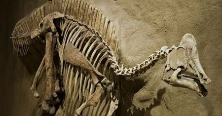 Na szkielecie dinozaura odkryto objawy nowotworu, na który chorują dzieci