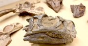 Afryka. Nowy gatunek dinozaura znaleziony… w muzeum