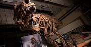 Największy tyranozaur rex, jakiego odkryto. Był naprawdę potężny