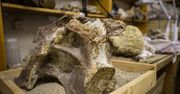 Odkryli nowego dinozaura. Syberyjski tytan był gigantyczny