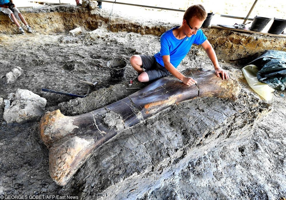 We Francji odkopano gigantyczną kość. Należała do zauropoda