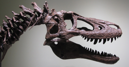 Szkielet dinozaura wystawiony na aukcje. Ma 68 mln lat