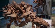 Pogromca tyranozaurów. Zuul crurivastator był prawdziwym "żyjącym czołgiem"