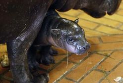 Narodziny hipopotama - zobacz zdjęcia