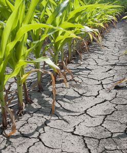 Susza w Niemczech. Rolnicy chcą odszkodowań. Nawet miliarda euro