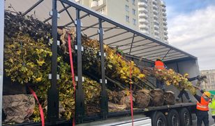 Metro na Wolę. Drzewa i krzewy przy nowych stacjach sadzone jeszcze przed zimą