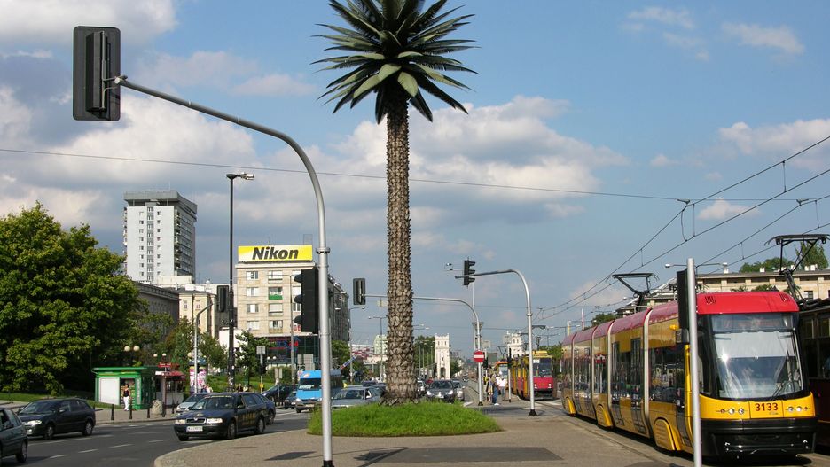 Warszawa. Palma na rondzie de Gaulle'a kończy dziś 17 lat. Jak sztuczne drzewo znalazło się na Nowym Świecie?