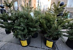 Warszawa wie, co zrobić, by choinki żyły także po świętach. Ekopomysł ratusza