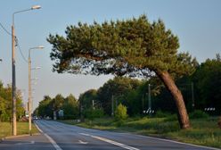 Pochylona sosna i apel celebryty. PKP położy na niej topór