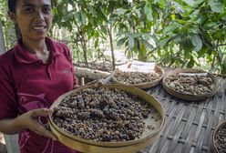 Kawa luwak. Napój dla wielbicieli mocnych wrażeń