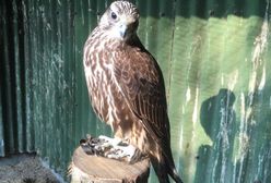 Po mieście błąka się sokół. Uciekł z pikniku, trwają poszukiwania