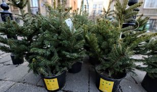 Warszawa wie, co zrobić, by choinki żyły także po świętach. Ekopomysł ratusza