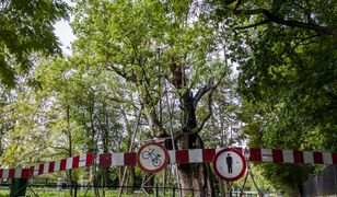 Ursynów. Sprawca podpalenia dębu Mieszko uniknie kary