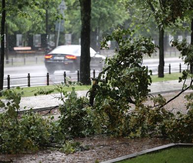 Ostrzeżenie dla Warszawy. "Lepiej nie parkować aut pod drzewami"