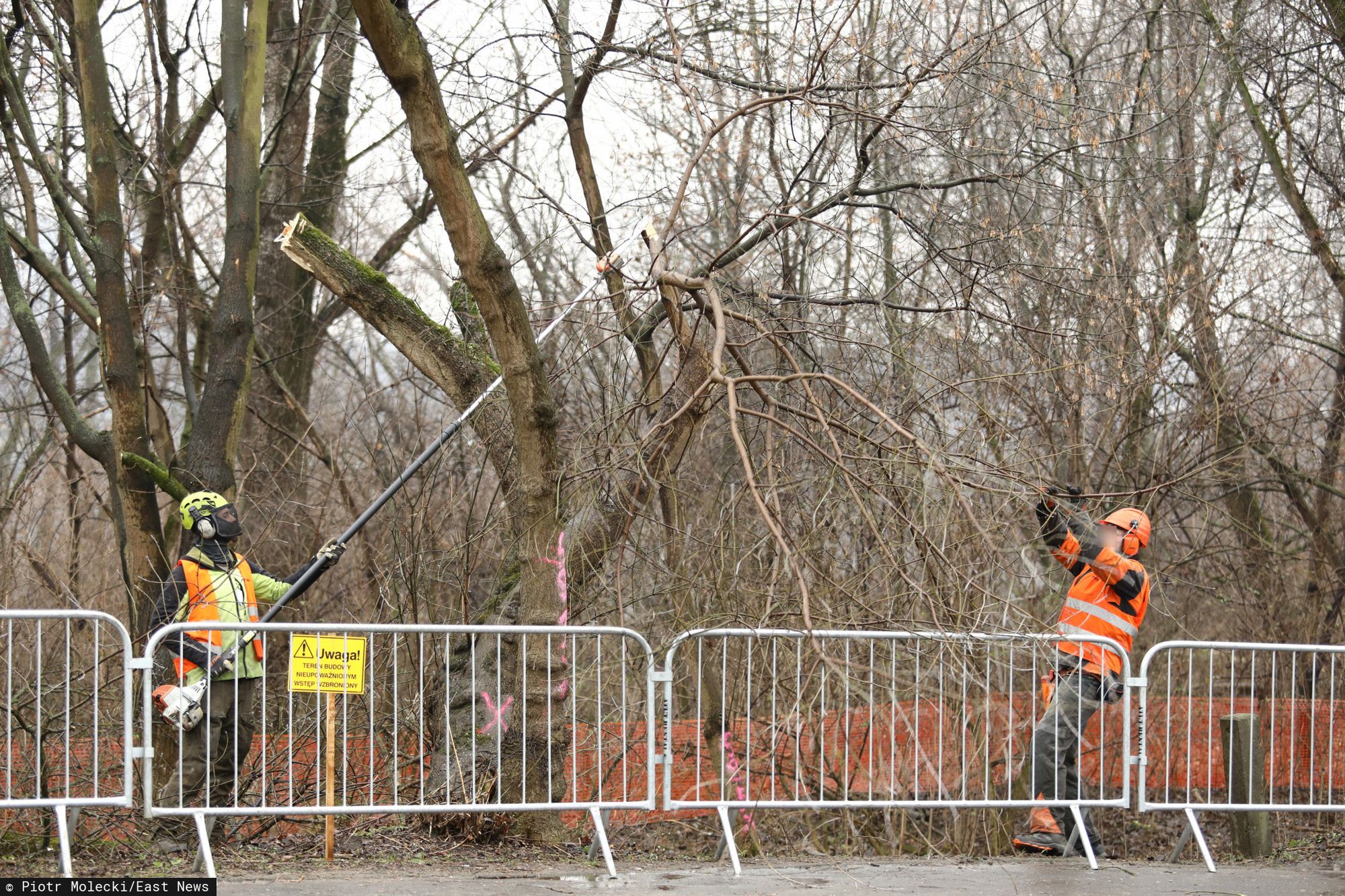 Warszawa. Wycinka 500 drzew wzdłuż Wybrzeża Helskiego i Wybrzeża Szczecińskiego, 14.02.2020 r. 