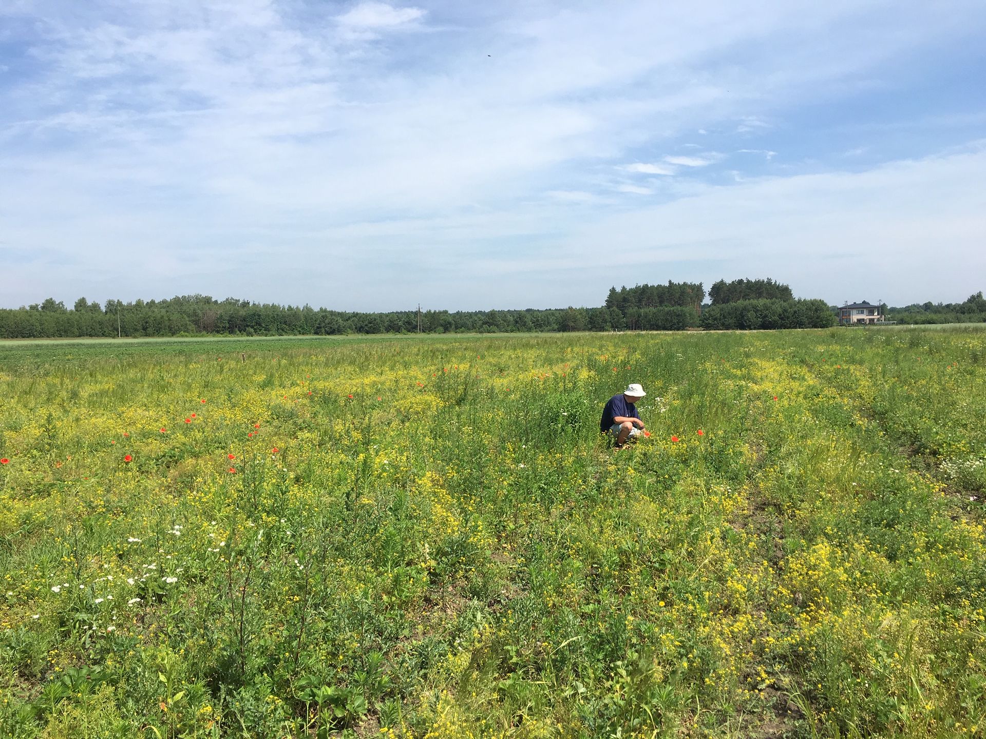 Truskawkowe pole dziadka Bogumiła 