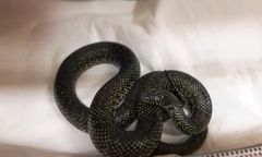 Nietypowe wezwanie mieszkańca Wesołej. W ogródku znalazł metrowego węża królewskiego