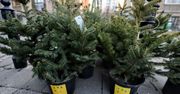 Warszawa wie, co zrobić, by choinki żyły także po świętach. Ekopomysł ratusza