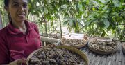 Kawa luwak. Napój dla wielbicieli mocnych wrażeń