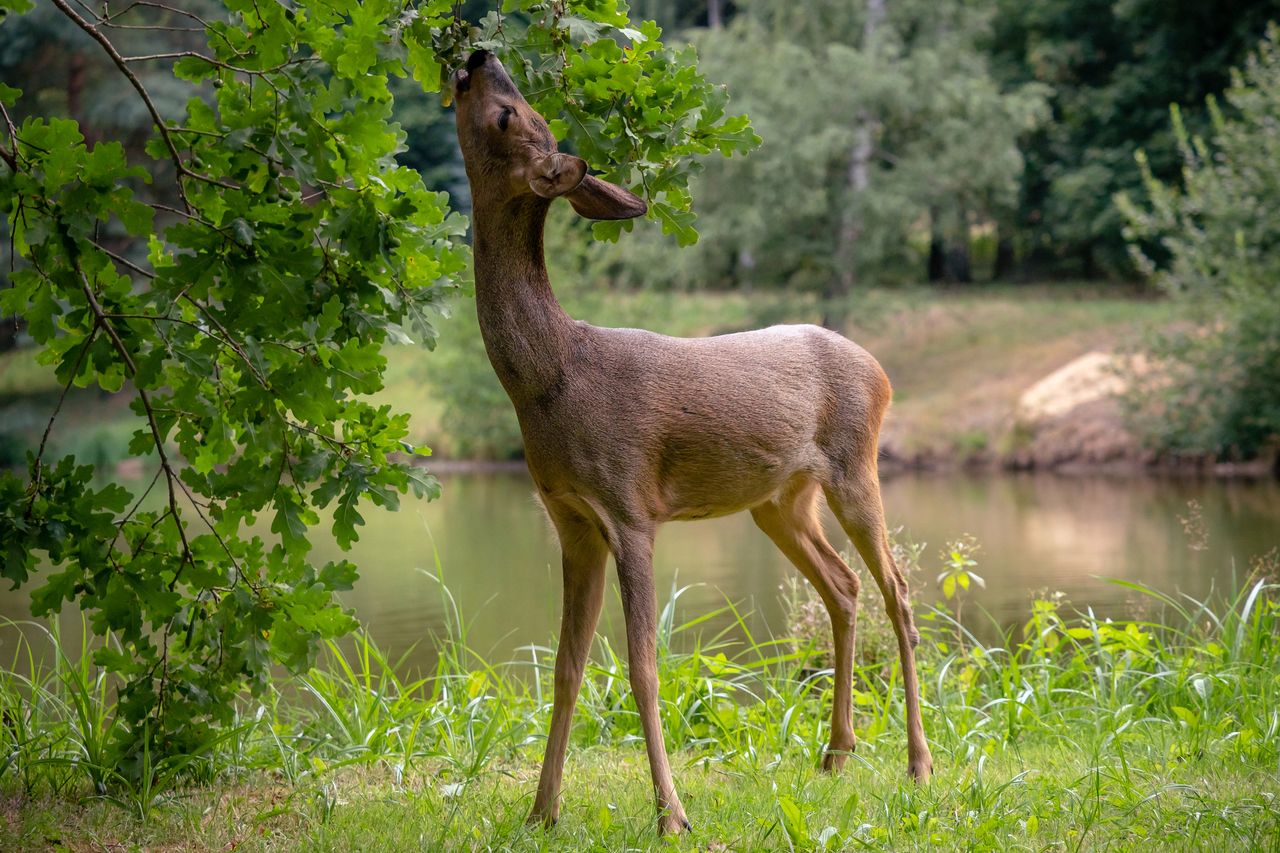 ZOO w Warszawie: wielka zbiórka żołędzi i orzechów