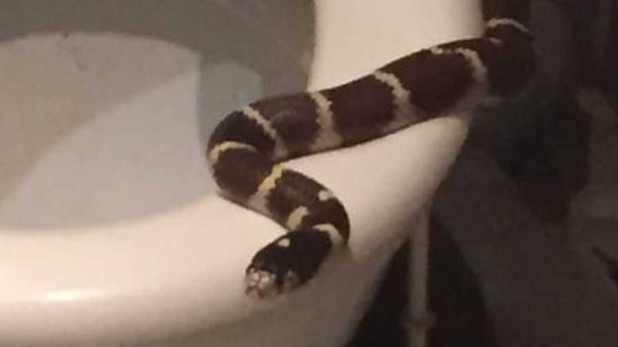 wąż w toalecie olawa