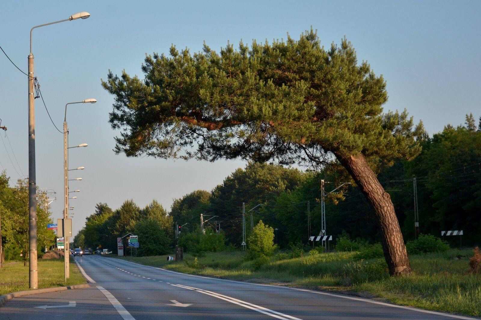 Będąca lokalną atrakcją sosna jest zagrożona wycięciem.