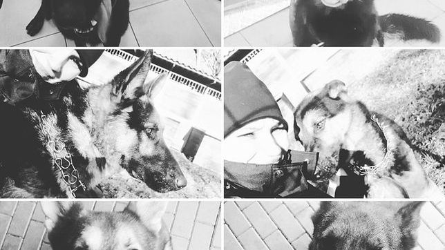 Warszawa. Rusza śledztwo ws. tragicznej śmierci policyjnych psów na Pradze Północ.