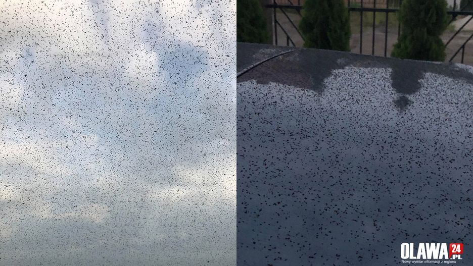 Oława. Zdjęcie zabrudzonego samochodu i szyb.