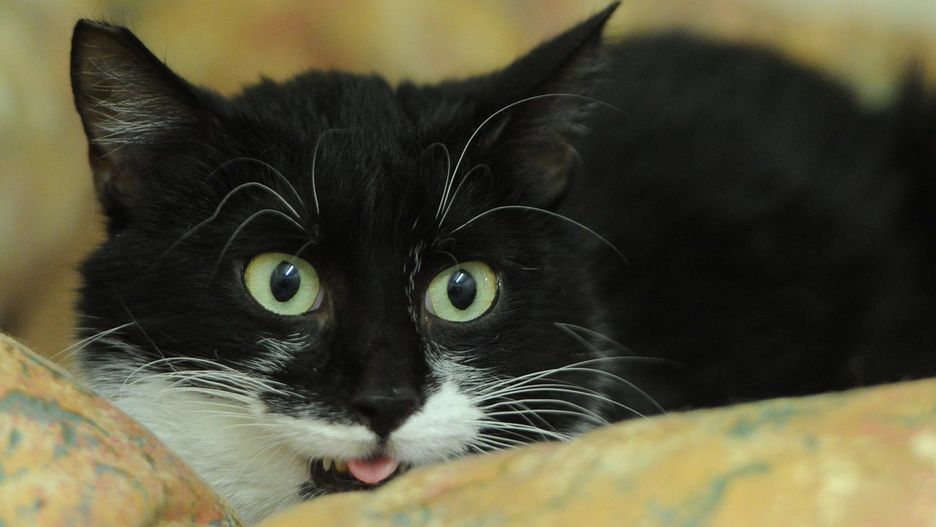 Podopieczny Schroniska na Paluchu