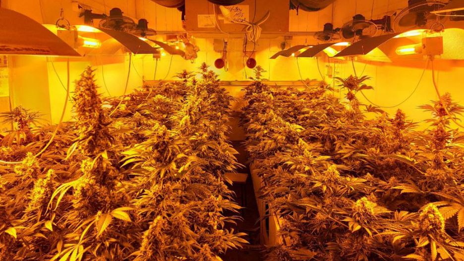 Warszawa. Jedna ze zlikwidowanych plantacji była na Pradze-Południe.