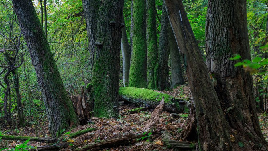 Warszawa. Kampinoski Park Narodowy.