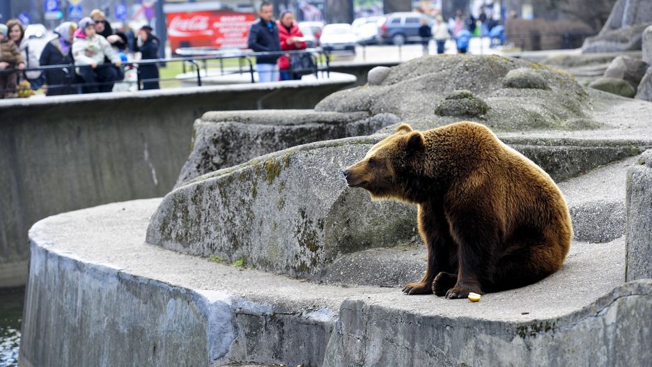 Niedźwiedzie zostaną tu do śmierci