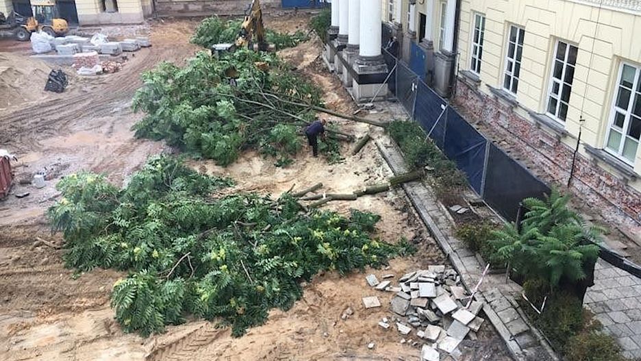 Wojewoda mazowiecki podjął decyzję o wycięciu szpaleru drzew przy pl. Bankowym we wrześniu 2017 roku