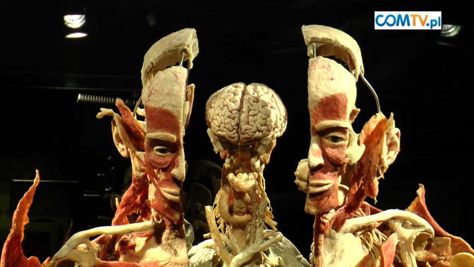 Wcześniej wystawa  "Body Worlds - Vital" prezentowana była w innych polskich miastach