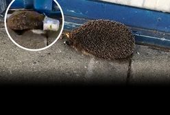 Warszawa. Jeżowi zakleszczył się ryjek, pomógł mu pan Tomasz